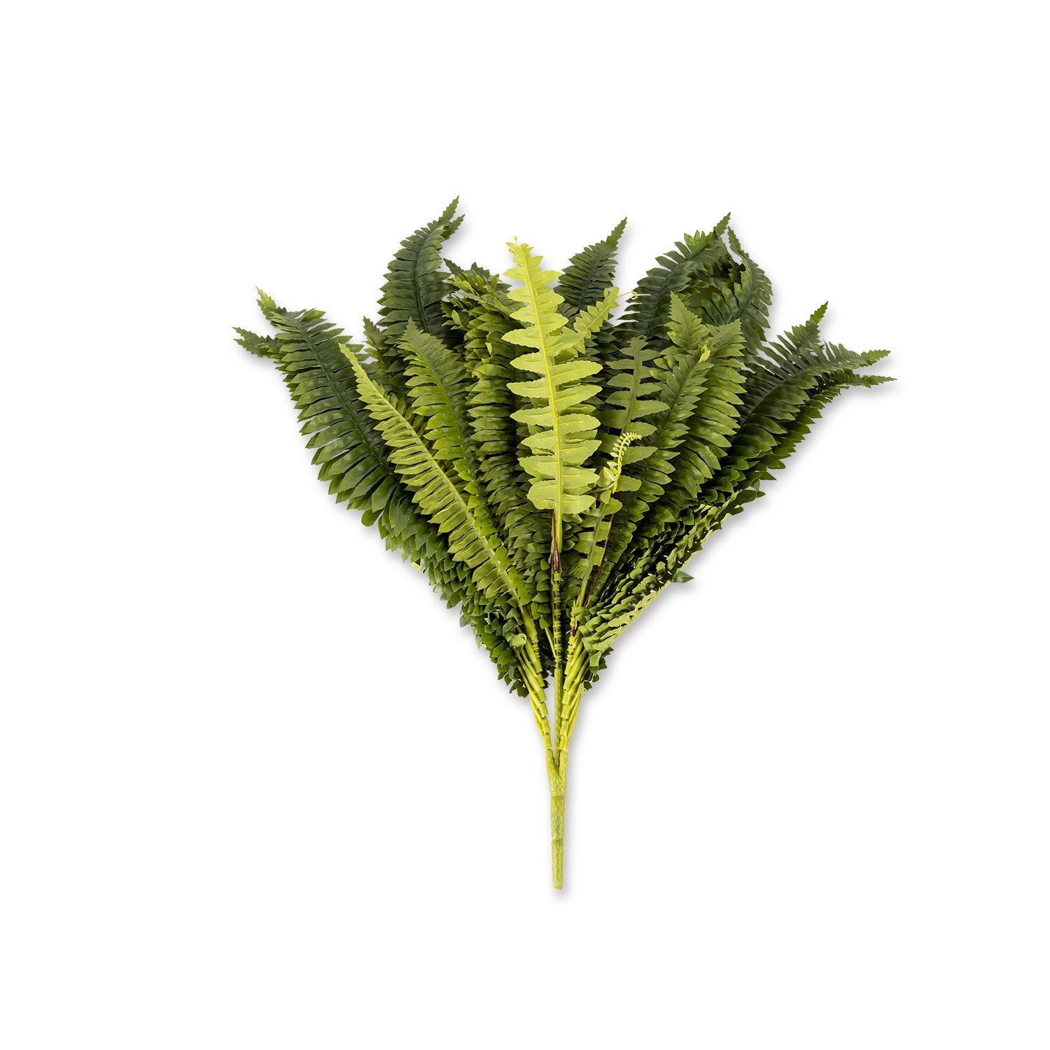 Helecho Boston 42-1-AMBIENTE GOURMET MÉXICO