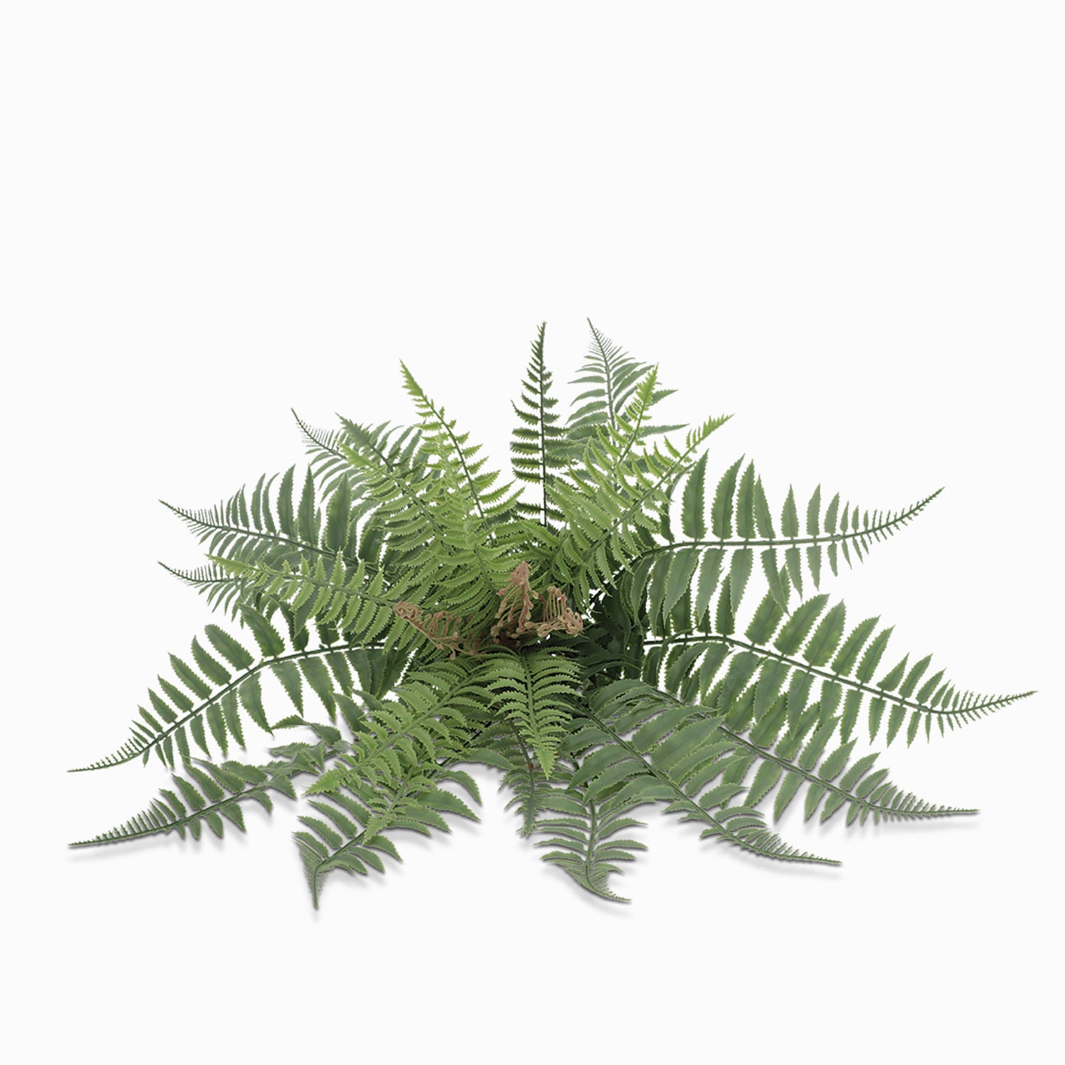 Helecho Florecido 47cm-1-AMBIENTE GOURMET MÉXICO