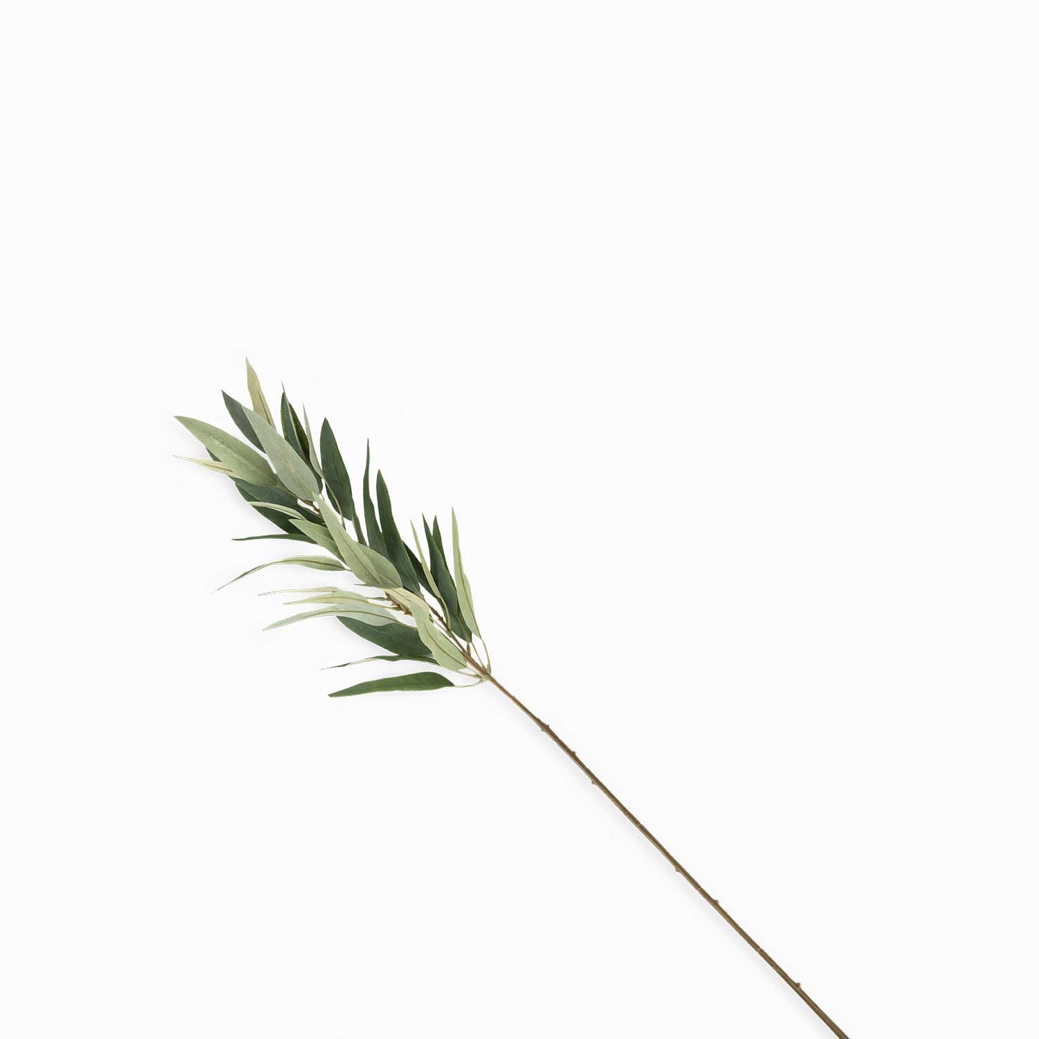 Rama Eucalipto Recto-1-AMBIENTE GOURMET MÉXICO
