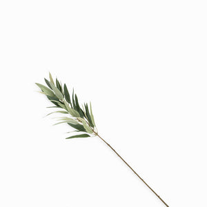 Rama Eucalipto Recto-1-AMBIENTE GOURMET MÉXICO