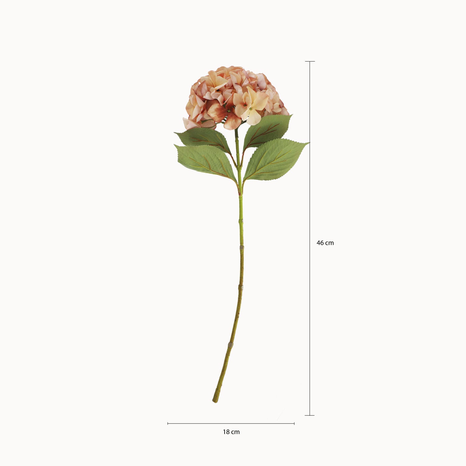 Hortensia Durazno
