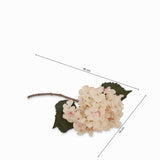 Hortensia crema