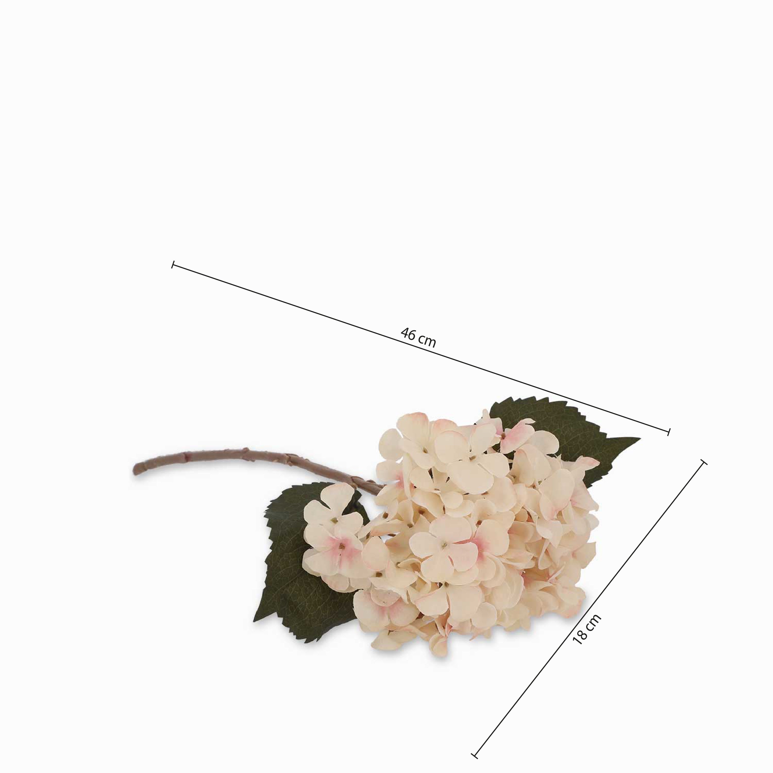 Hortensia crema
