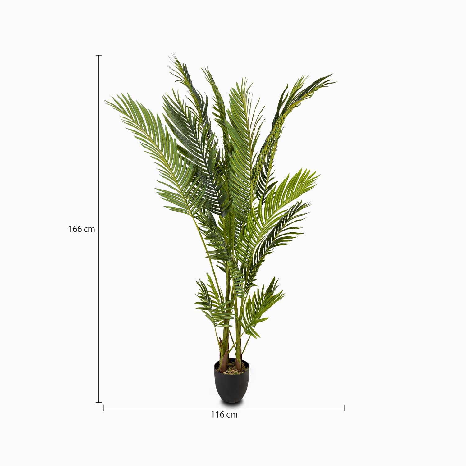 Palma Areca-2-AMBIENTE GOURMET MÉXICO