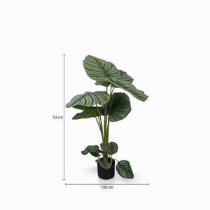 Planta Arruz