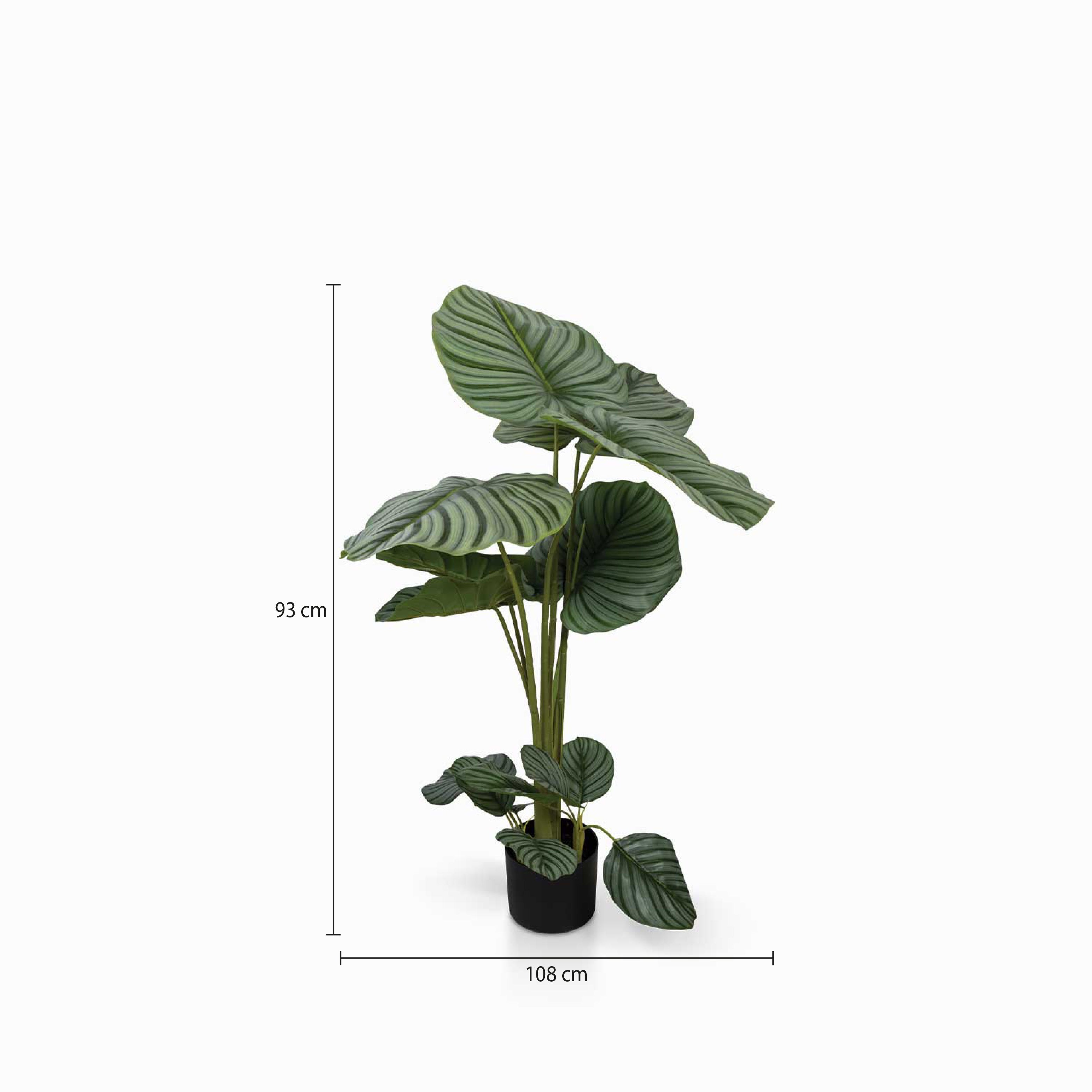 Planta Arruz