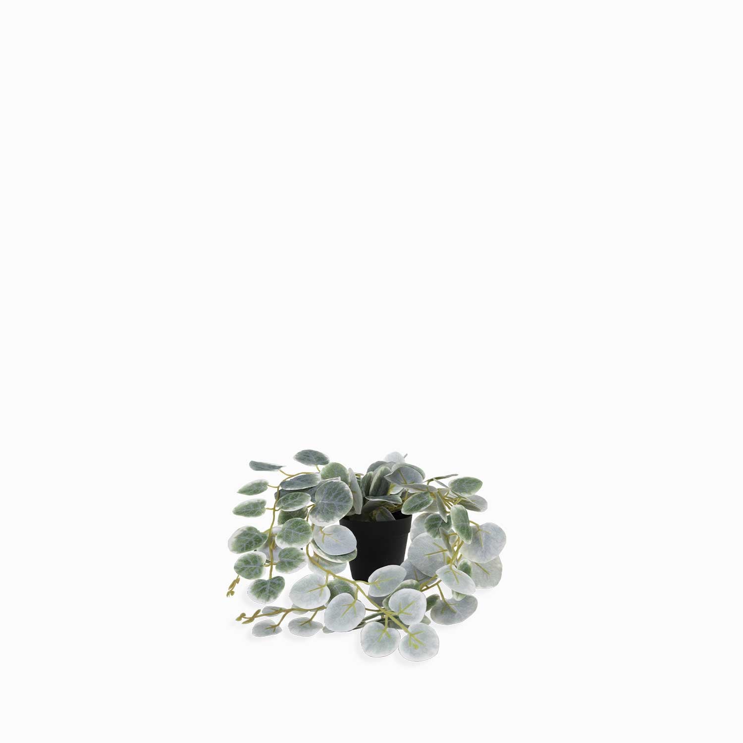 Planta Ceropegi