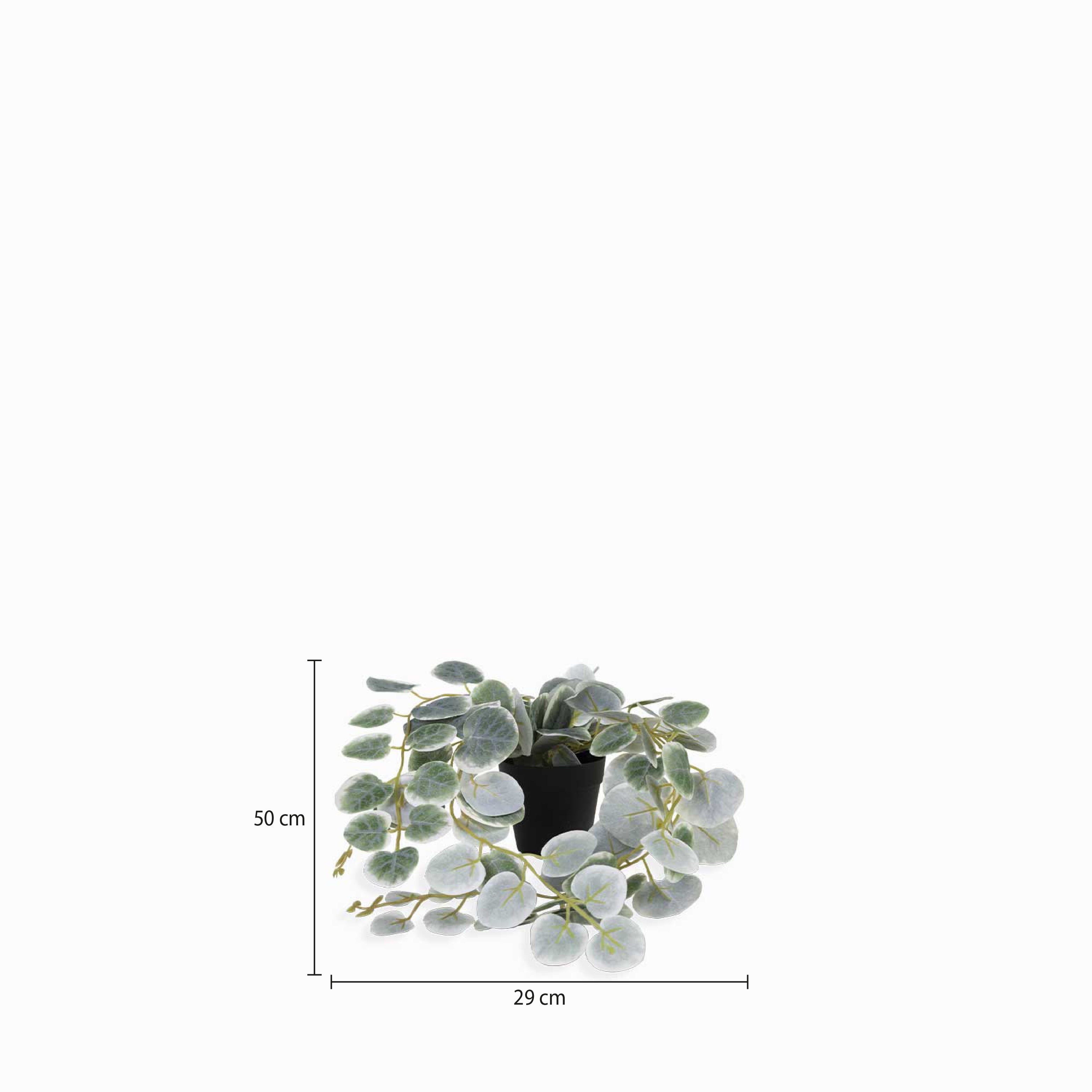 Planta Ceropegi