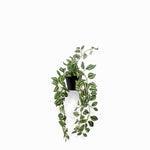 Planta Cantia