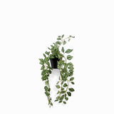 Planta Cantia