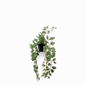 Planta Cantia