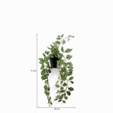 Planta Cantia