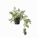 Planta Cantia Cebra