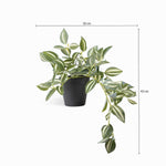 Planta Cantia Cebra