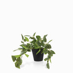 Planta Cantia Cebrina