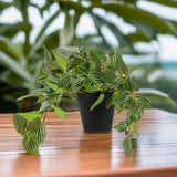 Planta Cantia Cebrina