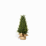 Pino tronco 60cm-1-AMBIENTE GOURMET MÉXICO