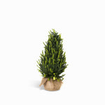 Pino tronco 45cm-1-AMBIENTE GOURMET MÉXICO