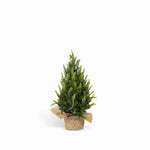 Pino Tronco 35 cm-1-AMBIENTE GOURMET MÉXICO