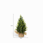 Pino Tronco 35 cm-3-AMBIENTE GOURMET MÉXICO