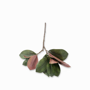 Rama Magnolia 68 cm