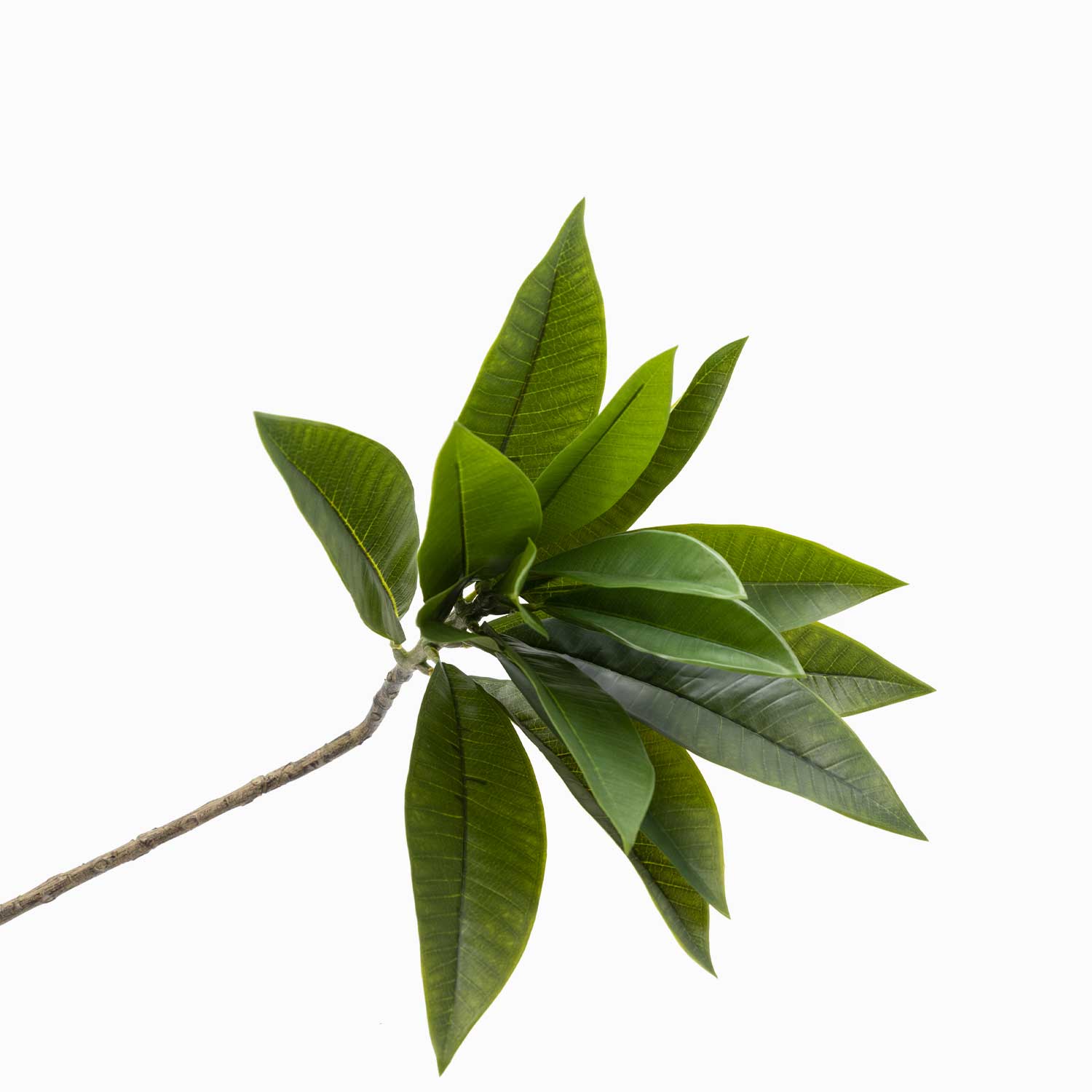 Plumeria 90 cm-1-AMBIENTE GOURMET MÉXICO