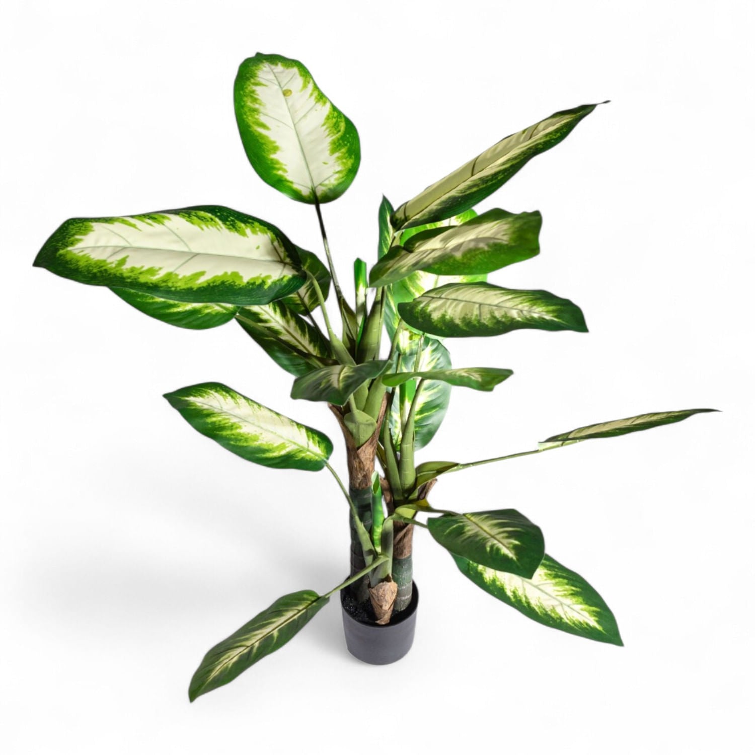 Dieffenbachi clara 120cm-1-AMBIENTE GOURMET MÉXICO