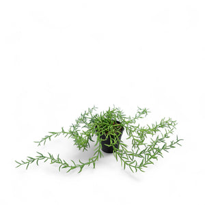 Othona 40cm-3-AMBIENTE GOURMET MÉXICO