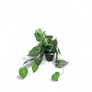 Singonio en matera 60cm-1-AMBIENTE GOURMET MÉXICO