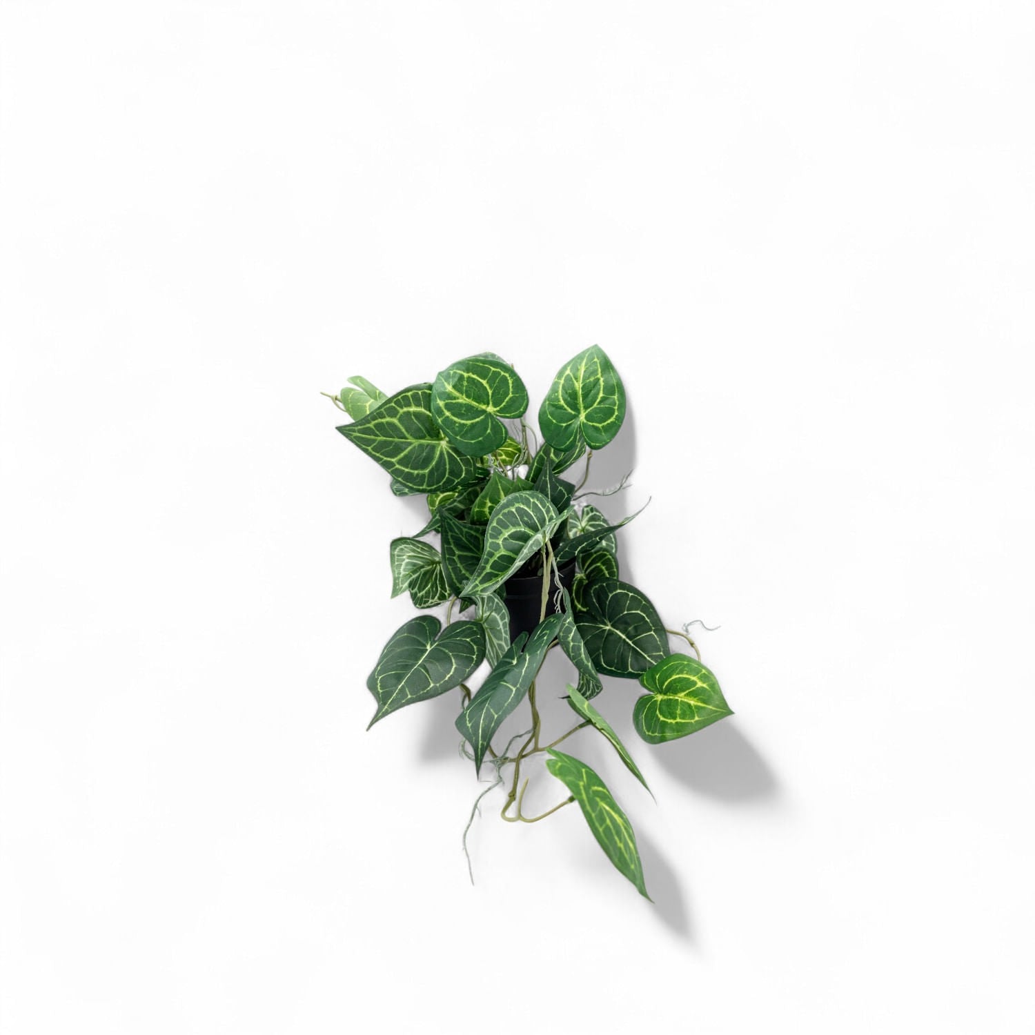 Singonio en matera 60cm-3-AMBIENTE GOURMET MÉXICO