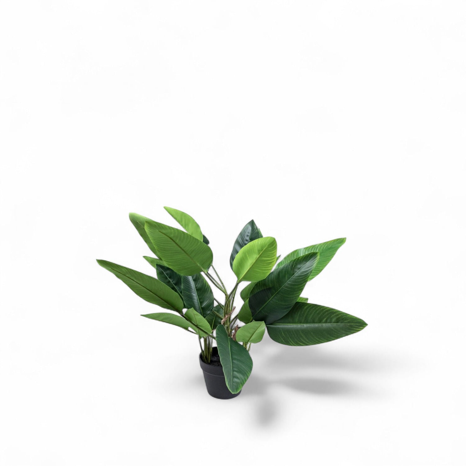 Strelitzia 80cm-2-AMBIENTE GOURMET MÉXICO