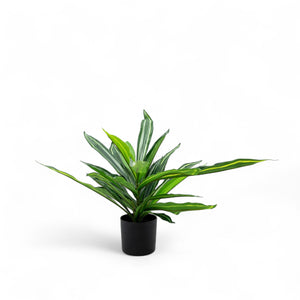 Dracena 60cm