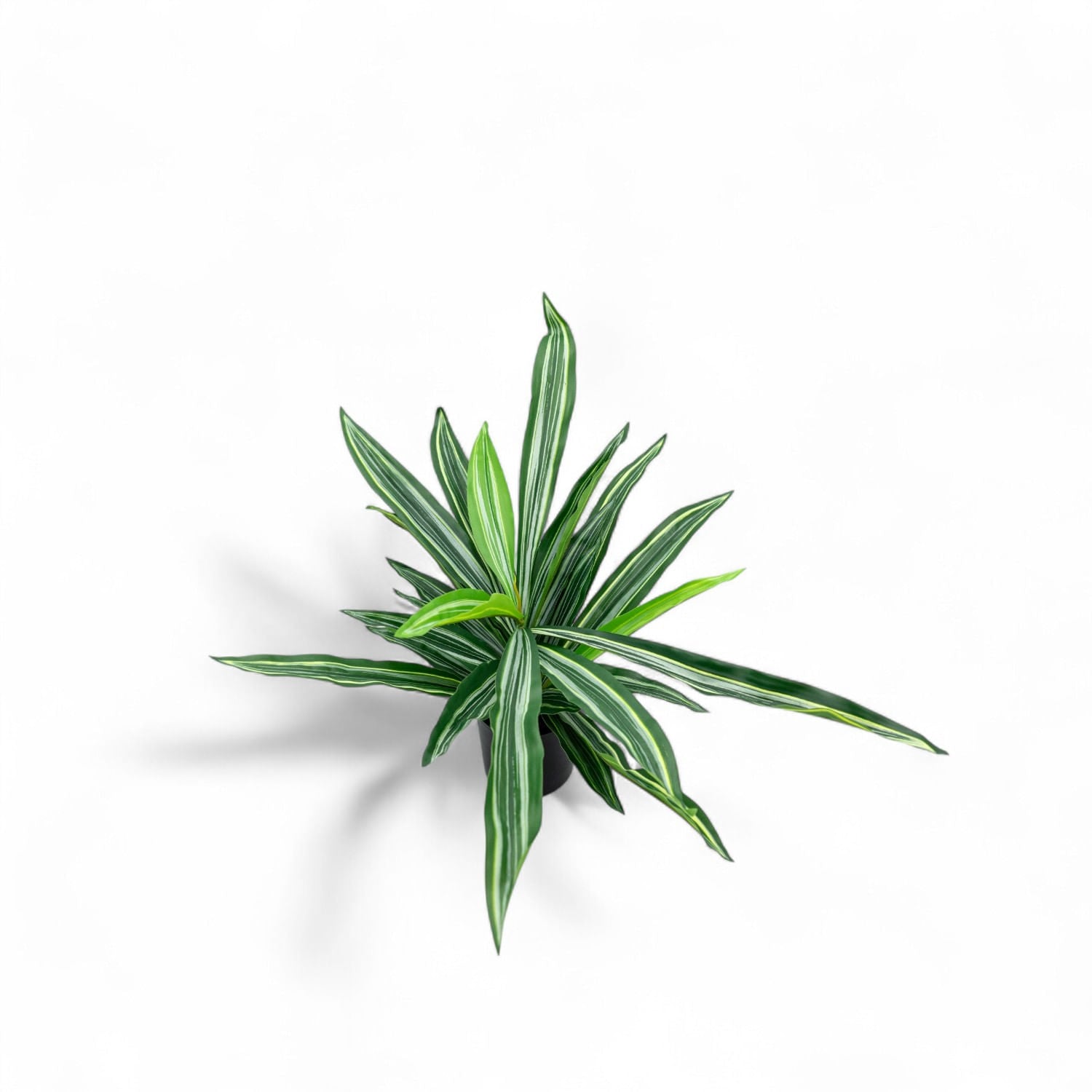 Dracena 60cm