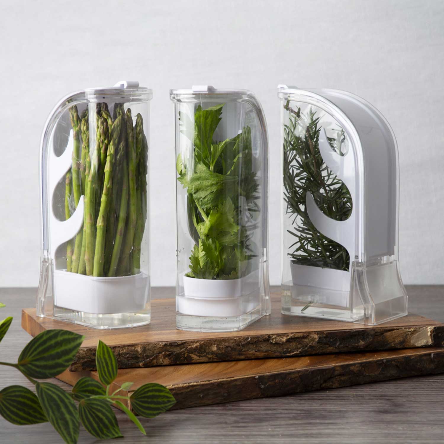 Conservador de hierbas-4-AMBIENTE GOURMET MÉXICO