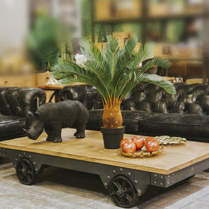 Palmera Cicacea-2-AMBIENTE GOURMET MÉXICO