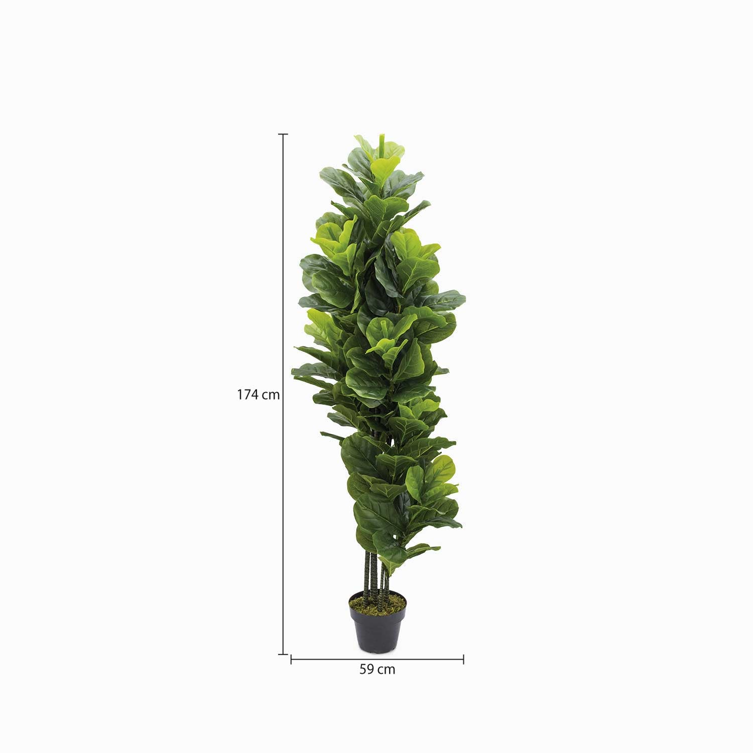 Planta Ficus Pandurata-2-AMBIENTE GOURMET MÉXICO