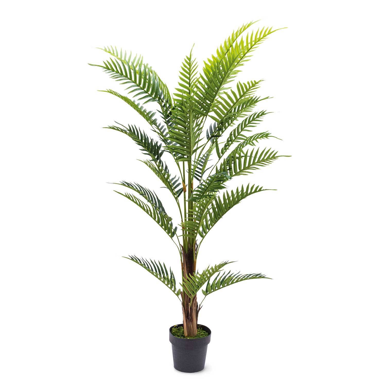 Palma-1-AMBIENTE GOURMET MÉXICO