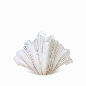 Almeja - Ambiente Gourmet México