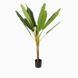 Árbol de plátano 150cm
