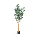 Arbol eucalipto 150cm
