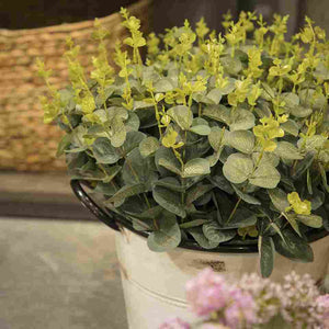 Arbusto de Eucalipto - Ambiente Gourmet México