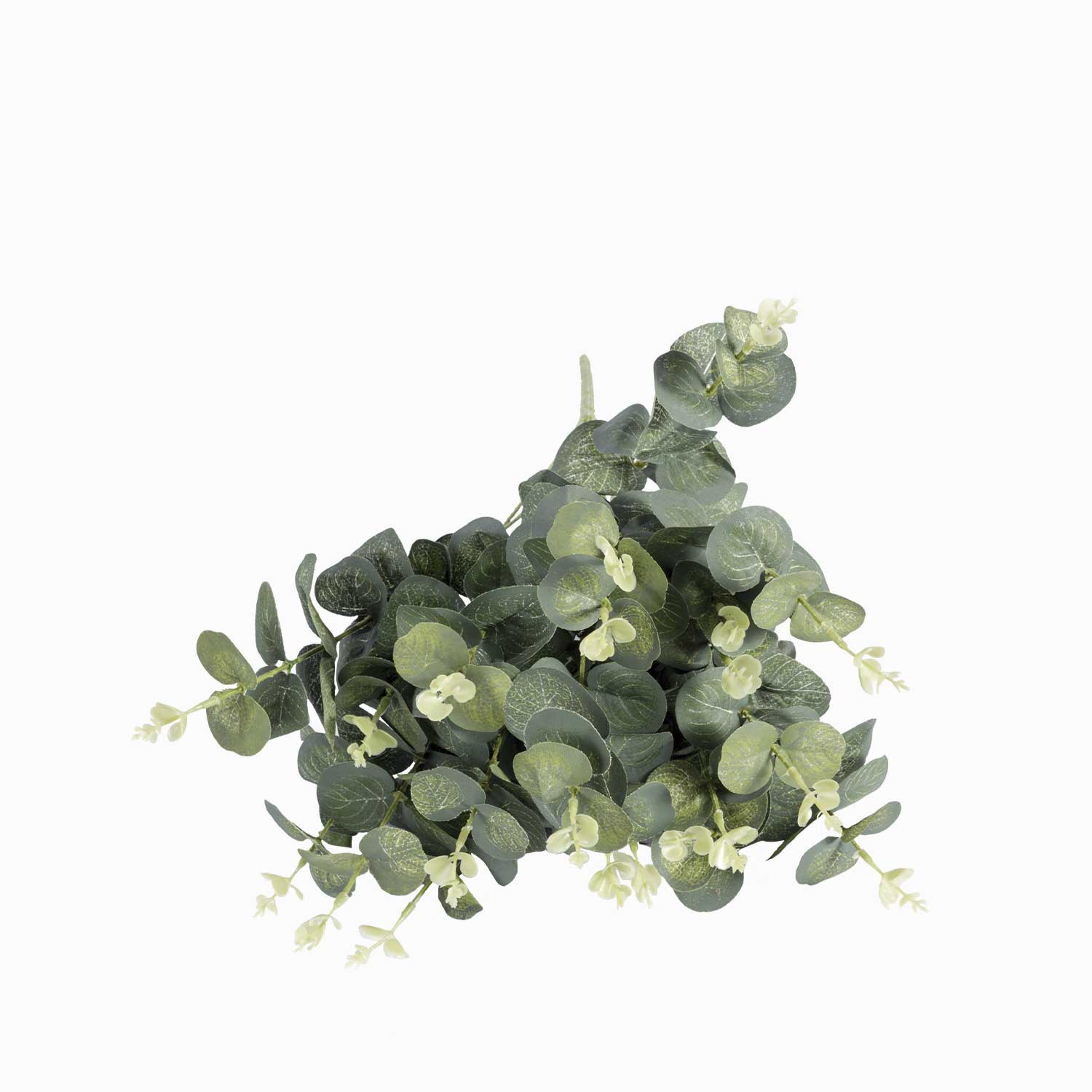 Arbusto de Eucalipto - Ambiente Gourmet México