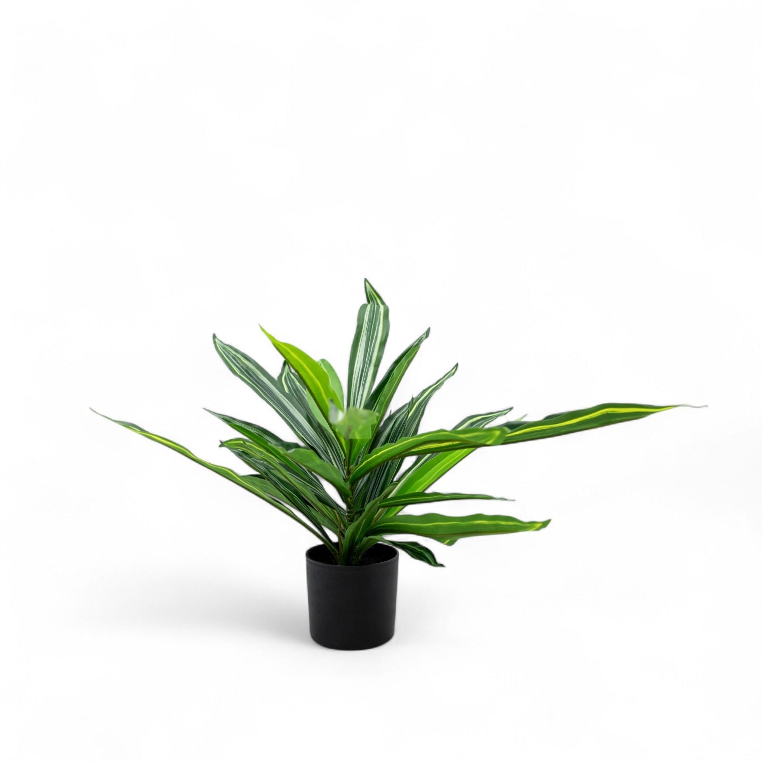 Dracena 60cm - Ambiente Gourmet México