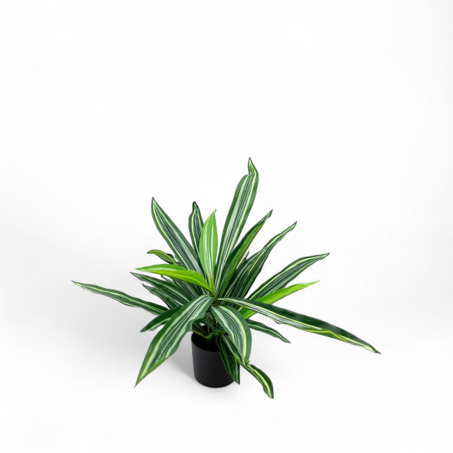 Dracena 60cm - Ambiente Gourmet México