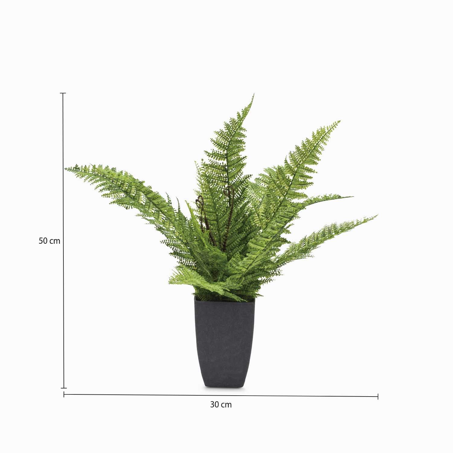 Helecho Claro - Ambiente Gourmet México