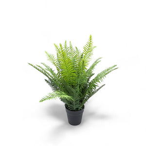 Helecho en matera 47cm - Ambiente Gourmet México