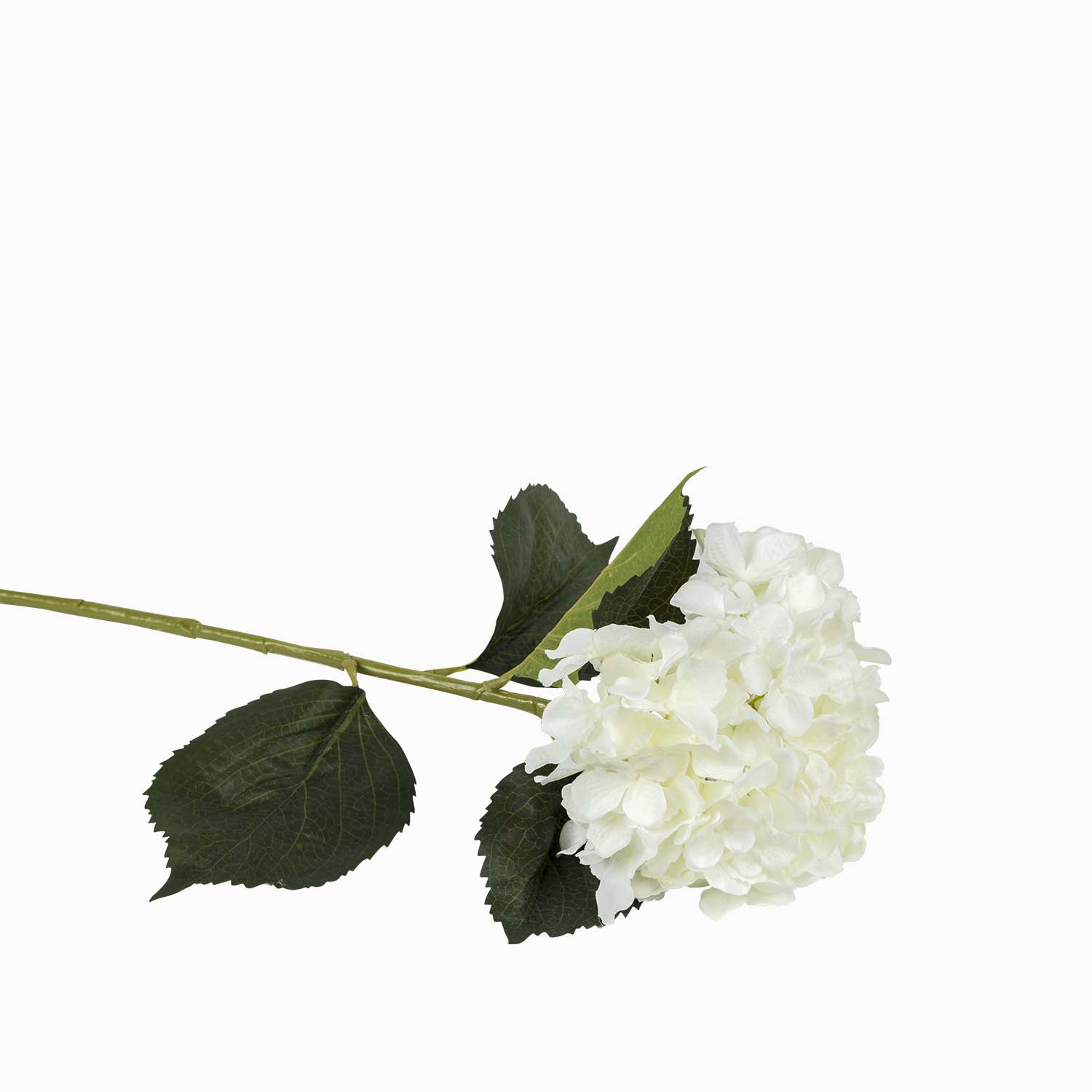 Hortensia blanca - Ambiente Gourmet México