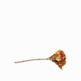 Hortensia café 43cm