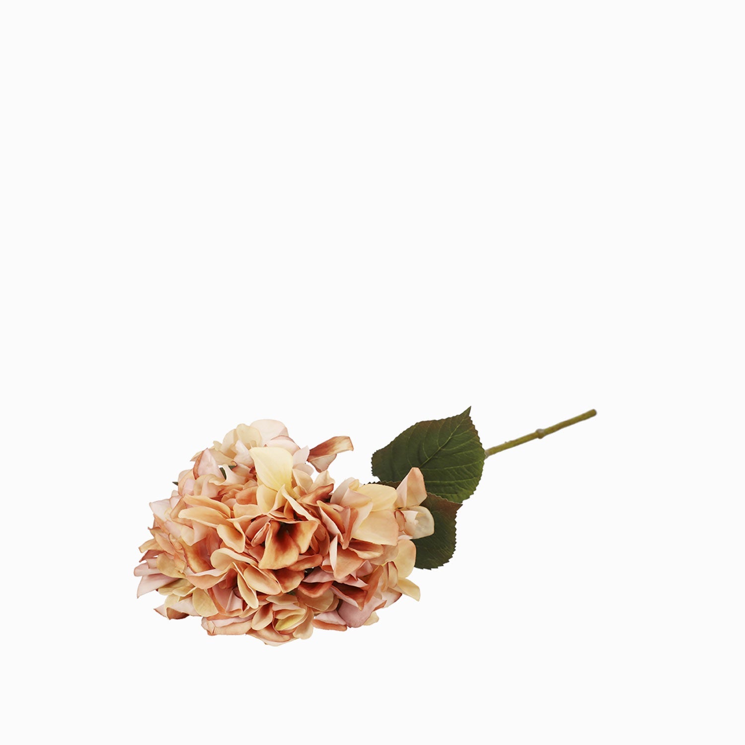 Hortensia Durazno - Ambiente Gourmet México