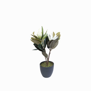 Lirio magnolia en maceta 45 cm